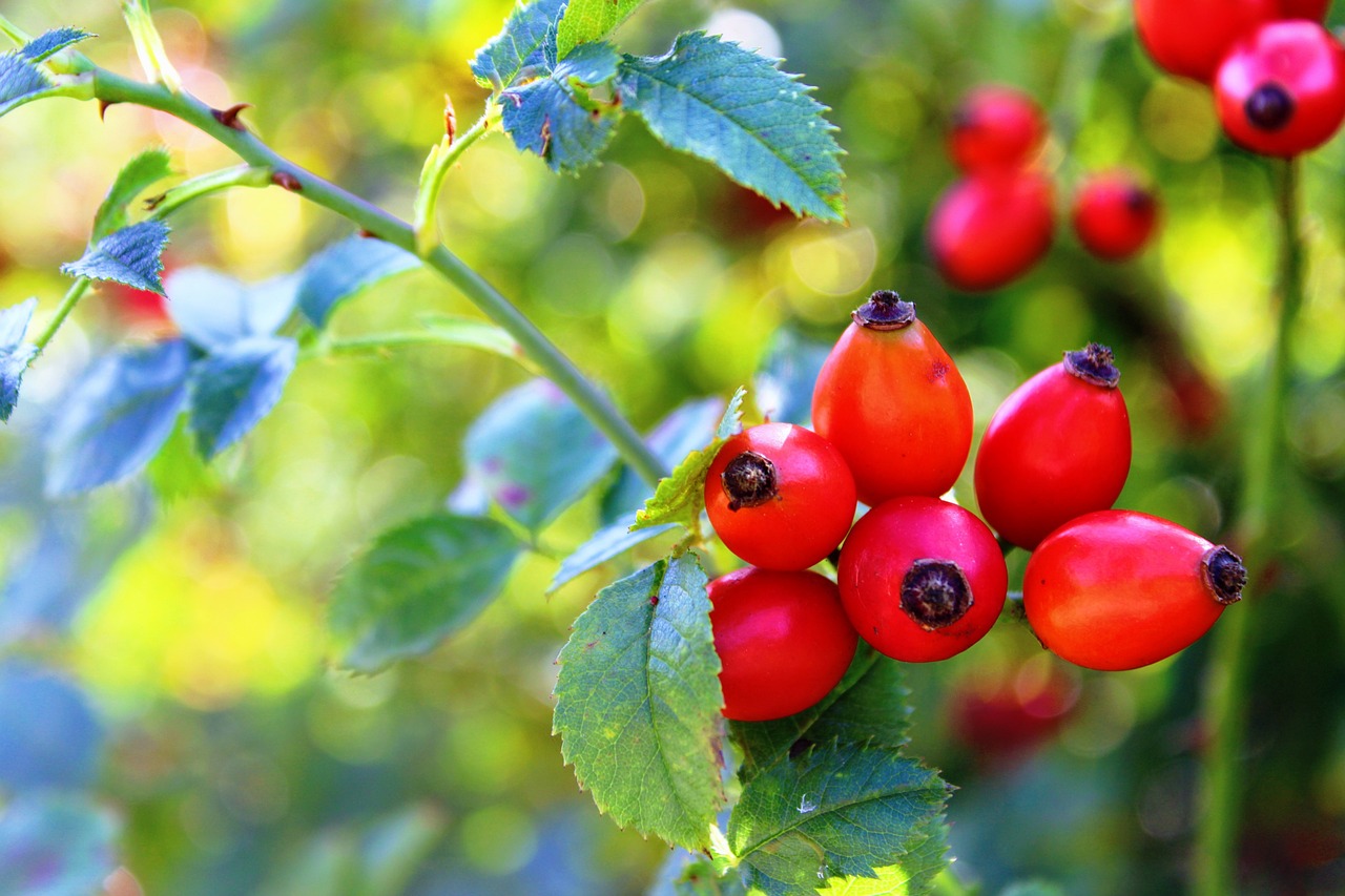 Wat is beter: Pure Fuel of AG1 voor jouw gezondheid?